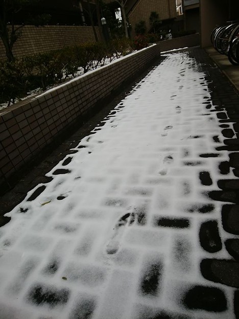 雪溶けてません 写真: 雪溶けてません