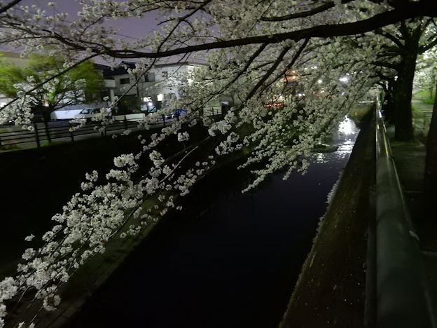 川とさくら 写真: 川とさくら