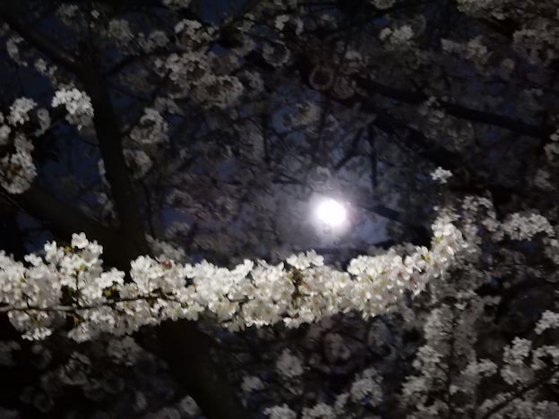 月見と花見 写真: 月見と花見