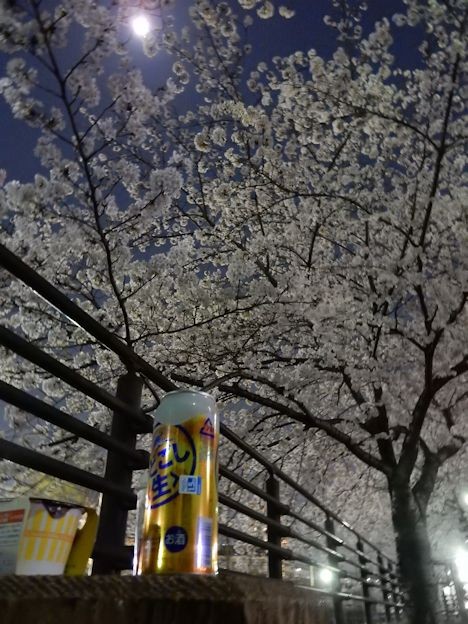 やっぱり花見で一杯 写真: やっぱり花見で一杯