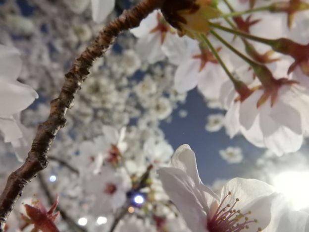 さくら 写真: さくら