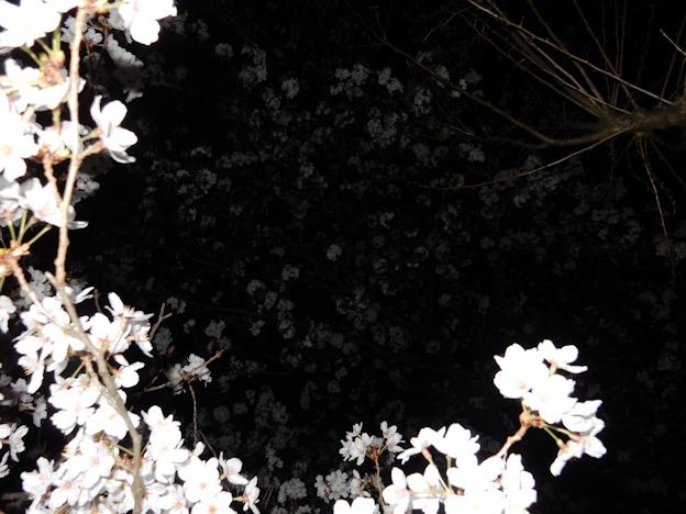 さくら (3) 写真: さくら (3)