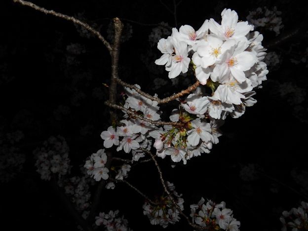 さくら (2) 写真: さくら (2)