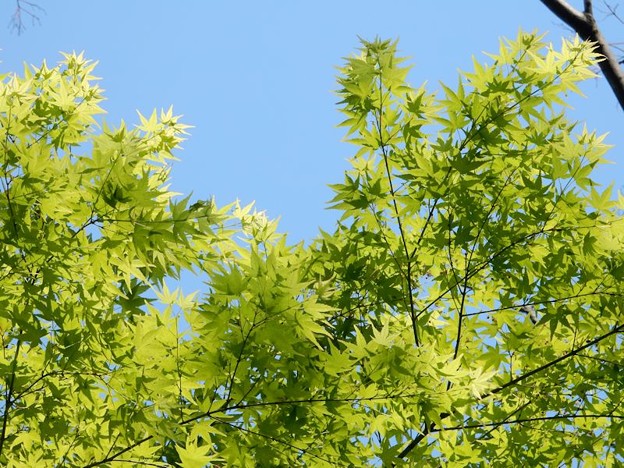 11新緑もみじ 写真: 11新緑もみじ