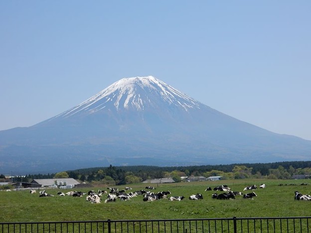 富士と牛 写真: 富士と牛