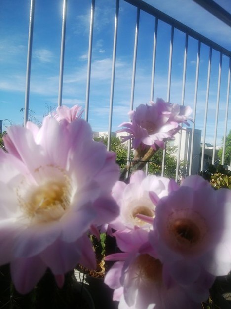 短毛丸開花 写真: 短毛丸開花