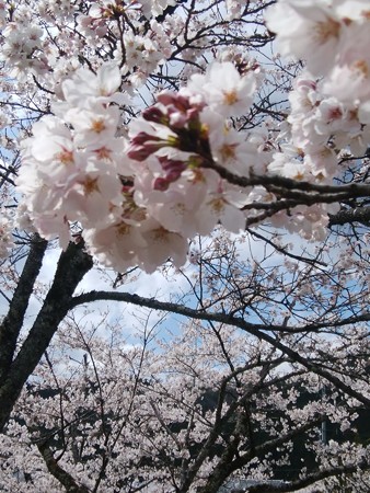 仕事中郡上の桜
