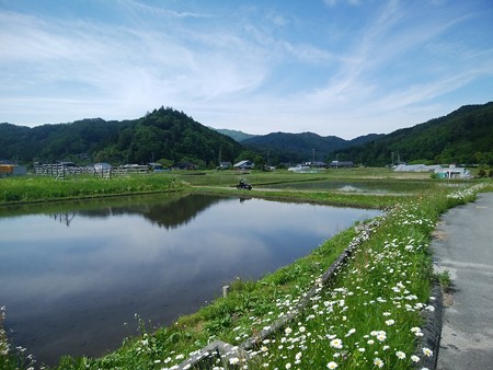 田植え直前の水田