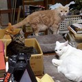 Photos: 2019年8月25日の我が家の４匹の猫たち勢揃い