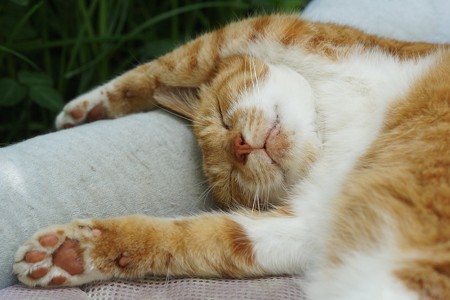 猫の寝すぎは病気 睡眠時間やたくさん寝る理由は めざせ 社会復帰 楽天ブログ