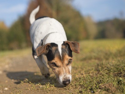 犬は 肛門 で情報を集めている お尻の穴を嗅ぐ心理と意味 めざせ 社会復帰 楽天ブログ