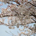 20160409桜（河川敷）1
