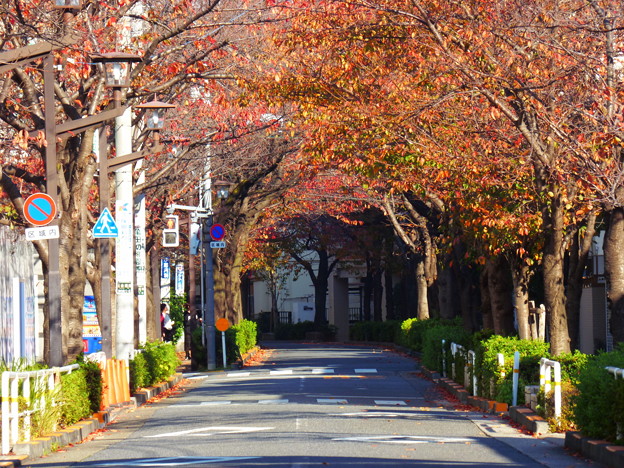 秋の立会道路の桜並木(１)