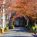 Photos: 秋の立会道路の桜並木(１)