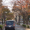 秋の立会道路の桜並木(２)