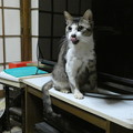 Photos: 「舞台あいさつ」をする猫…！？