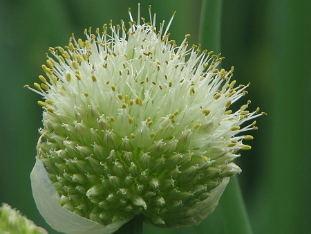 ネギの花 花言葉 だい のひとりごと 楽天ブログ