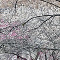 Photos: 梅林を走る