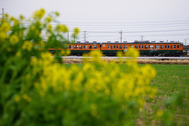 高崎115系定期運行最終日その2@新前橋~井野