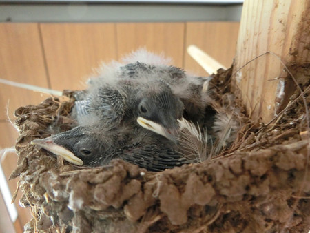 4羽とも元気です