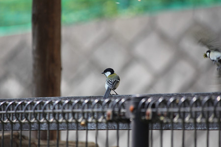 シジュウカラ