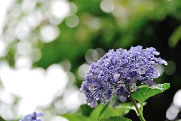 【渦紫陽花】_2