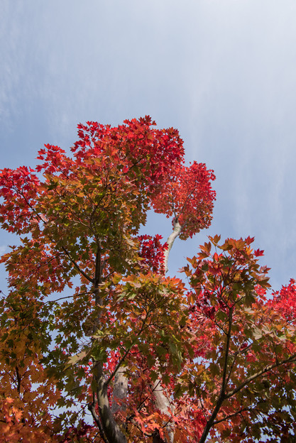 【紅葉(河口湖)】1