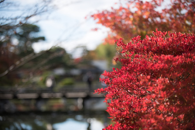 【昭和記念公園(日本庭園の紅葉ピックアップ)】1