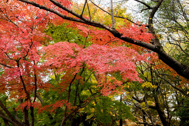 【昭和記念公園(日本庭園の紅葉ピックアップ)】6