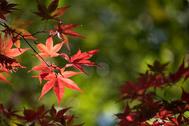 【薬師池公園(紅葉III)】4