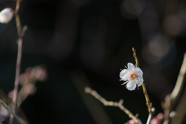 【大船植物園(翁)】1