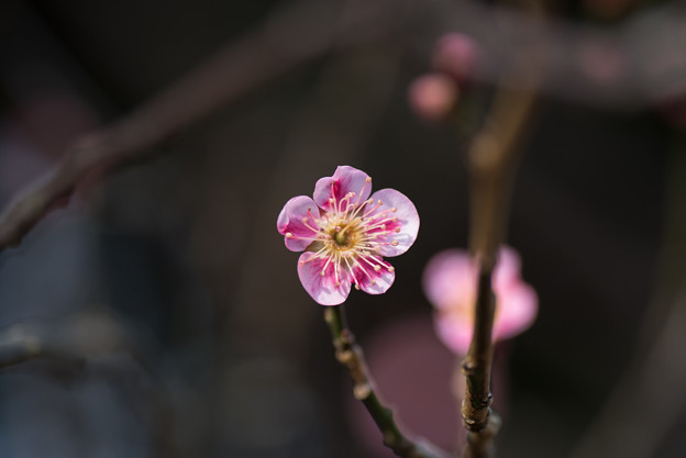 【大船植物園(守の関)】3
