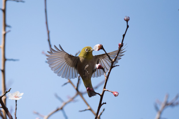【神代植物公園(メジロが主役よ)】