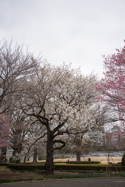 【新宿御苑(大島桜)】1