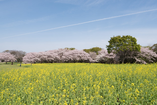 【昭和記念公園「桜の園」菜の花と桜】2