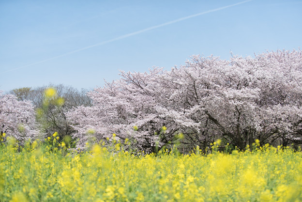 【昭和記念公園「桜の園」菜の花と桜】4