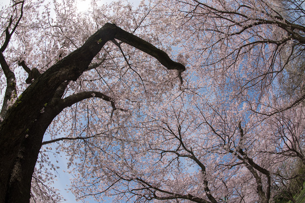 【昭和記念公園「桜の園」満開の桜】1