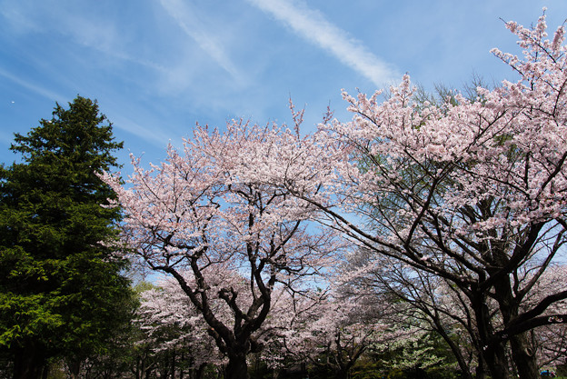 【昭和記念公園「桜の園」満開の桜】2