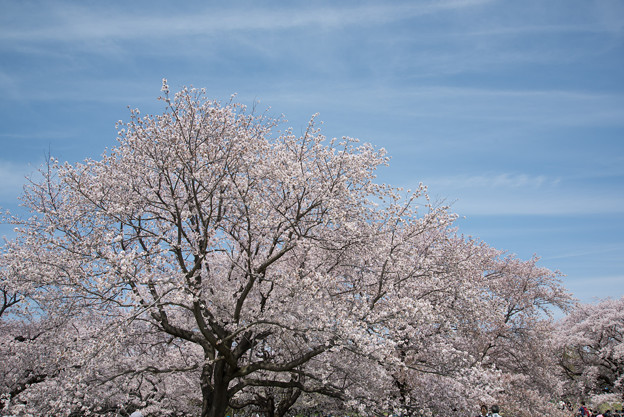 【昭和記念公園「桜の園」満開の桜】3