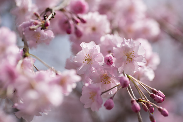 【昭和記念公園(八重しだれ桜)】3