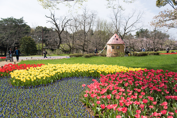 【昭和記念公園： 渓流広場の眺め】1