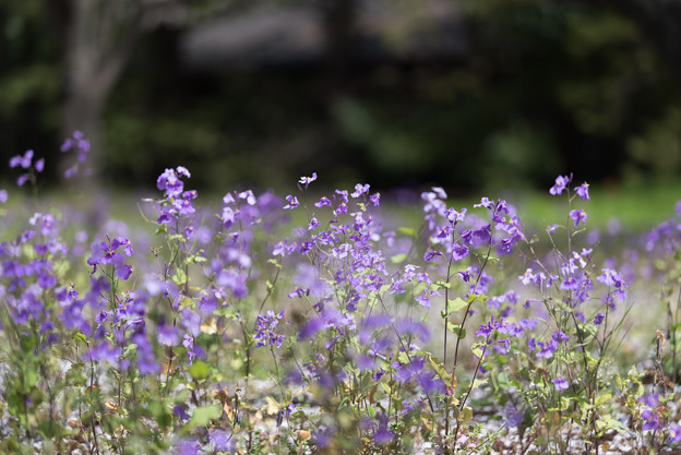 【昭和記念公園： 桜の園(ムラサキハナナ)】2