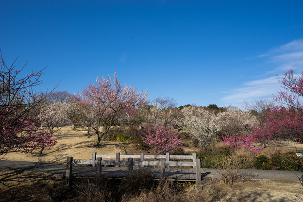 小田原フラワーガーデン【梅園の景色】3