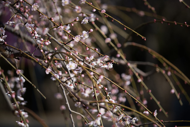 小田原フラワーガーデン【梅の花：黄門枝垂】3