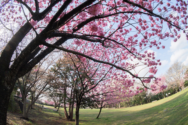 本牧山頂公園【桜：横浜緋桜】1