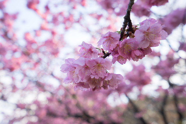本牧山頂公園【桜：横浜緋桜】4