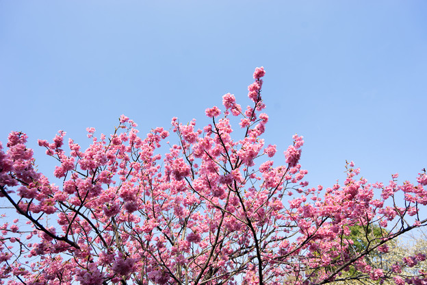 本牧山頂公園【桜：横浜緋桜】5
