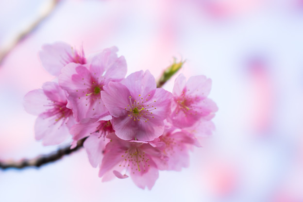 本牧山頂公園【桜：横浜緋桜】7