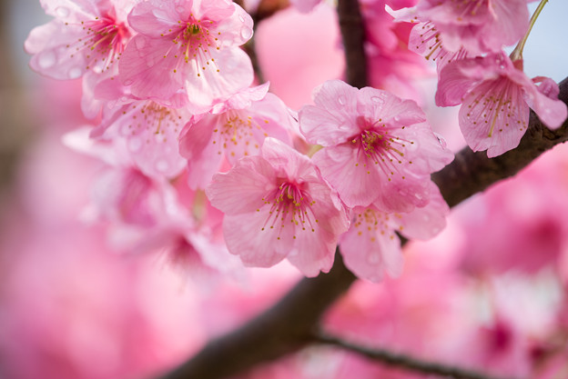 本牧山頂公園【桜：横浜緋桜】9
