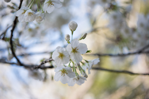 本牧山頂公園【桜：大島桜】2